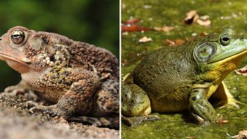 Frog or Toad