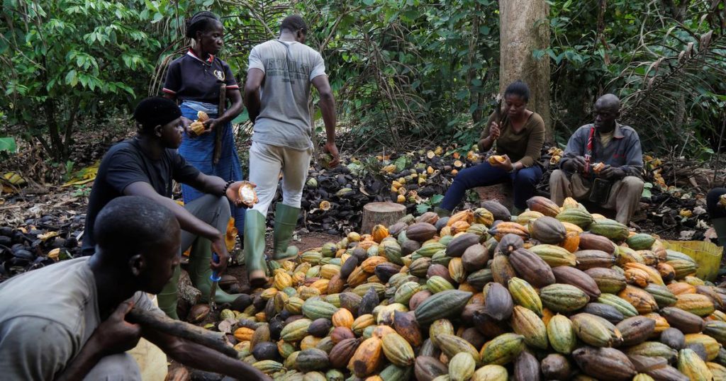 African Cocoa Shortage is Sparking World Wide Chocolate Crisis! YoloFeed